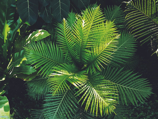 How Do Plant Stem Cells Work In Skincare Products?
