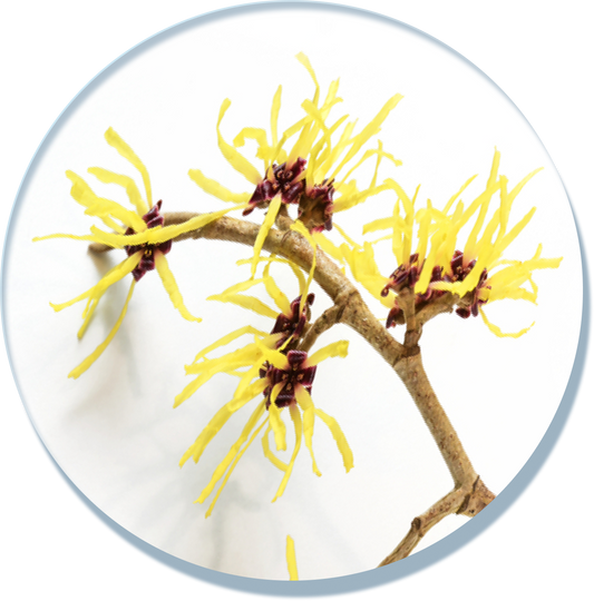 Witch Hazel