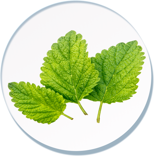 Lemon Balm