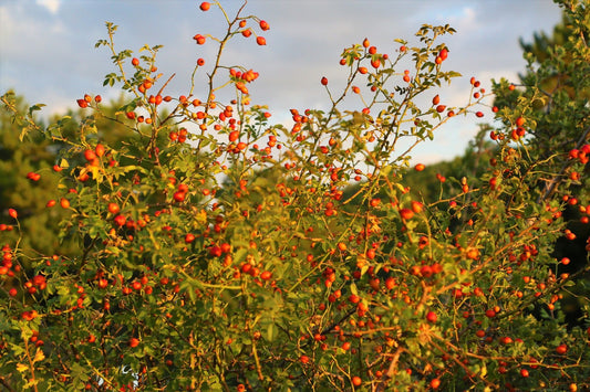 Where to Buy Pure Rosehip Oil