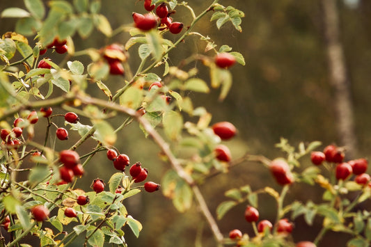 Rosehip Oil Benefits: What Are They?
